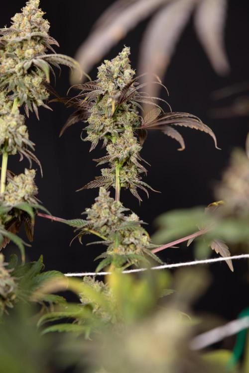 Tropicana Cookies #2 - Zamnesia x B&B. Week 14 - Tropicana Cookies #2 - Topping x 16 - Harvest Day