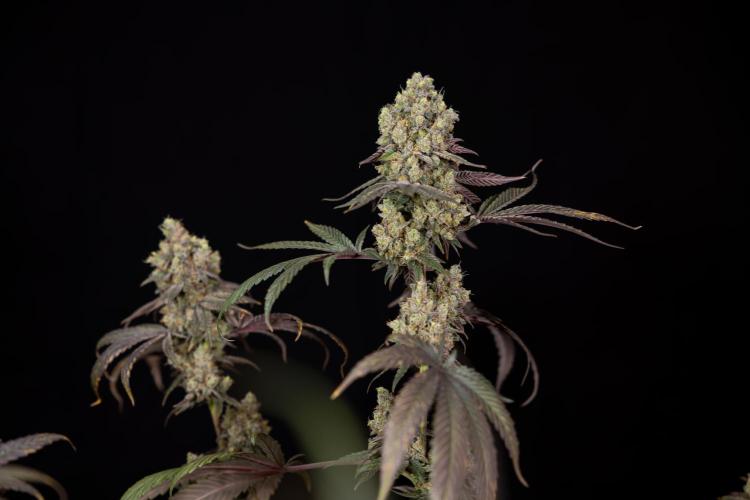 Tropicana Cookies #2 - Zamnesia x B&B. Week 14 - Tropicana Cookies #2 - Topping x 16 - Harvest Day