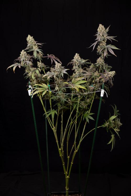 Tropicana Cookies #2 - Zamnesia x B&B. Week 14 - Tropicana Cookies #2 - Topping x 16 - Harvest Day