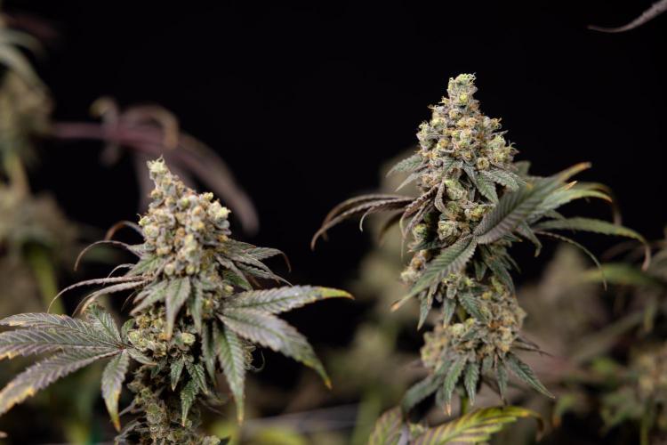Tropicana Cookies #2 - Zamnesia x B&B. Week 14 - Tropicana Cookies #2 - Topping x 16 - Harvest Day