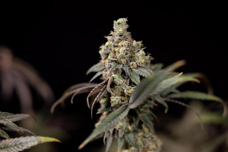 Tropicana Cookies #2 - Zamnesia x B&B. Week 14 - Tropicana Cookies #2 - Topping x 16 - Harvest Day