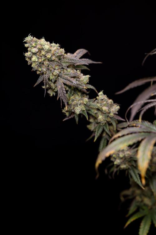 Tropicana Cookies #2 - Zamnesia x B&B. Week 14 - Tropicana Cookies #2 - Topping x 16 - Harvest Day