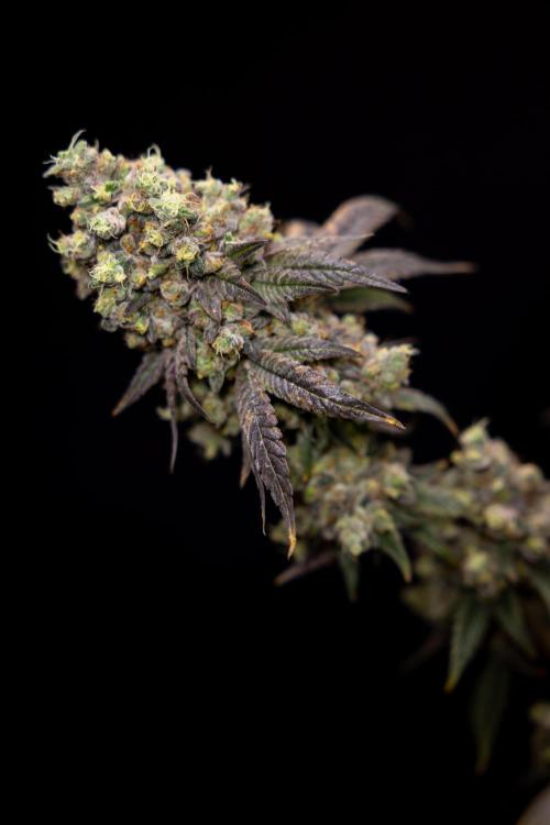 Tropicana Cookies #2 - Zamnesia x B&B. Week 14 - Tropicana Cookies #2 - Topping x 16 - Harvest Day