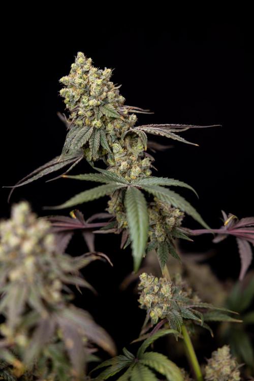 Tropicana Cookies #2 - Zamnesia x B&B. Week 14 - Tropicana Cookies #2 - Topping x 16 - Harvest Day