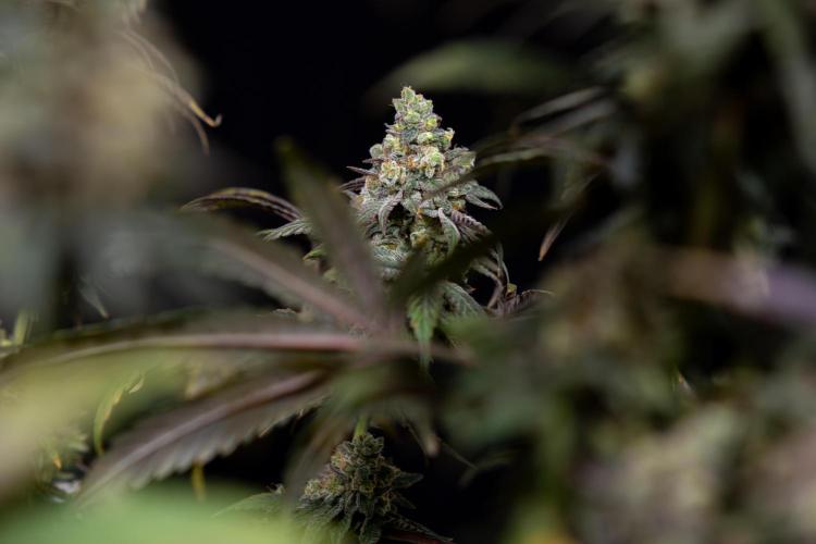 Tropicana Cookies #2 - Zamnesia x B&B. Week 14 - Tropicana Cookies #2 - Topping x 16 - Harvest Day