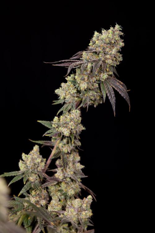 Tropicana Cookies #2 - Zamnesia x B&B. Week 14 - Tropicana Cookies #2 - Topping x 16 - Harvest Day
