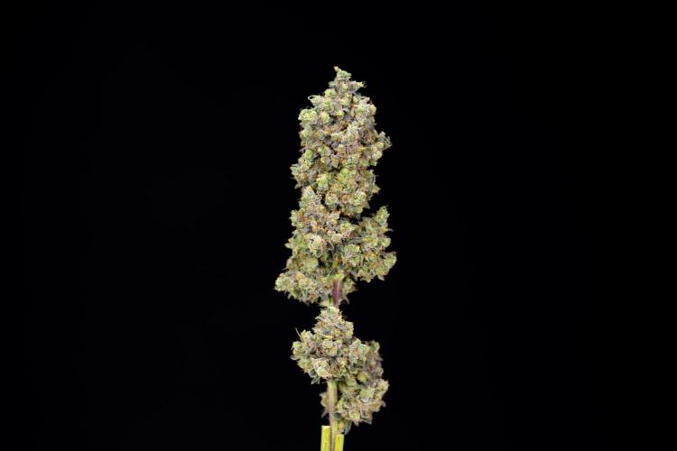Tropicana Cookies #2 - Zamnesia x B&B. Week 14 - Tropicana Cookies #2 - Topping x 16 - Harvest Day