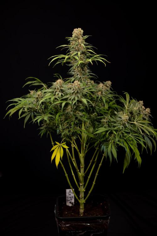Super Boof - Zamnesia x B&B. Week 14 - Super Boof - No Techniques - Harvest Day
