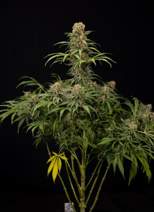 Super Boof - Zamnesia x B&B. Week 14