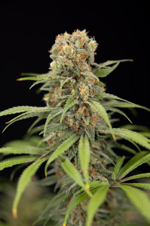 Super Boof - Zamnesia x B&B. Week 14 - Super Boof - No Techniques - Harvest Day