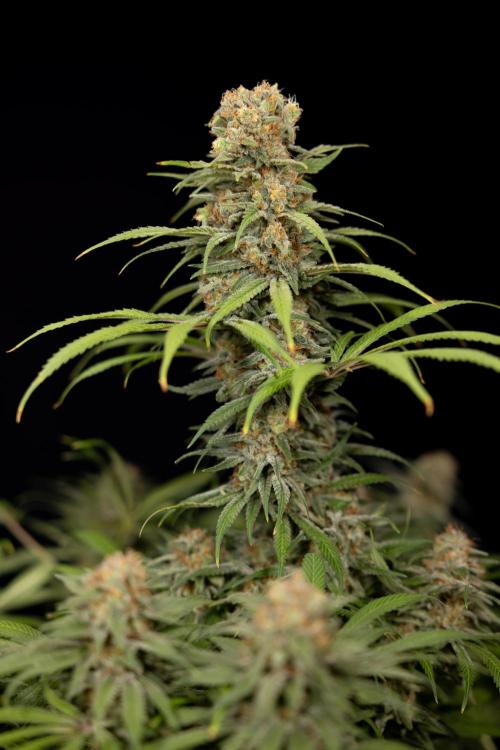 Super Boof - Zamnesia x B&B. Week 14 - Super Boof - No Techniques - Harvest Day