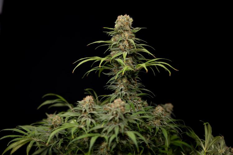 Super Boof - Zamnesia x B&B. Week 14 - Super Boof - No Techniques - Harvest Day