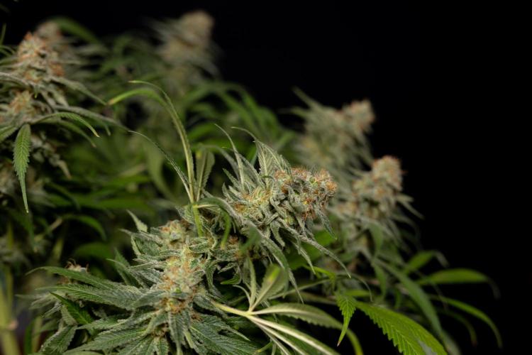 Super Boof - Zamnesia x B&B. Week 14 - Super Boof - No Techniques - Harvest Day