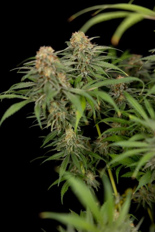 Super Boof - Zamnesia x B&B. Week 14