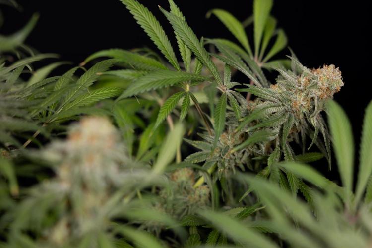 Super Boof - Zamnesia x B&B. Week 14 - Super Boof - No Techniques - Harvest Day