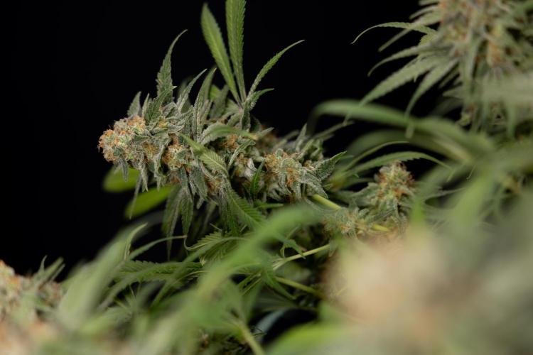 Super Boof - Zamnesia x B&B. Week 14 - Super Boof - No Techniques - Harvest Day