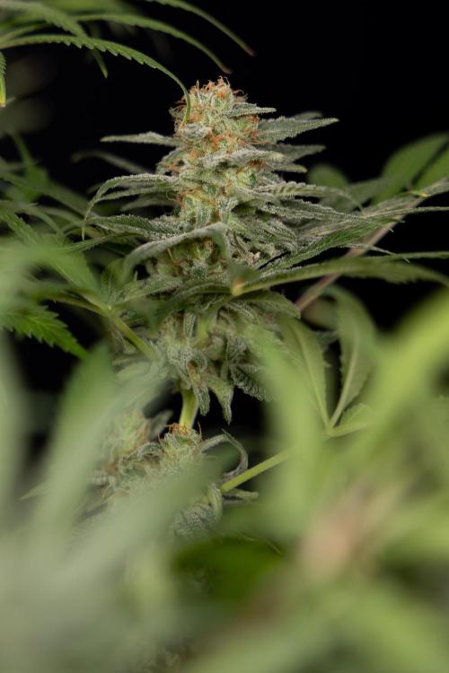 Super Boof - Zamnesia x B&B. Week 14 - Super Boof - No Techniques - Harvest Day