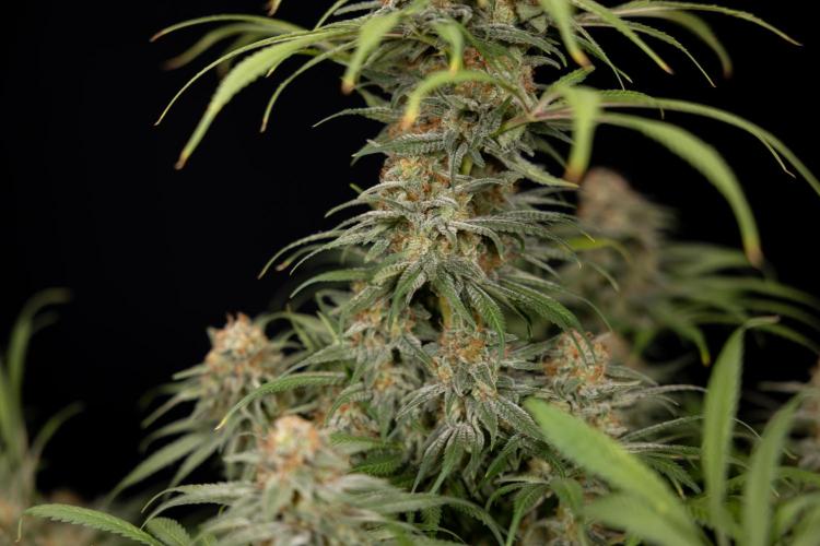 Super Boof - Zamnesia x B&B. Week 14 - Super Boof - No Techniques - Harvest Day