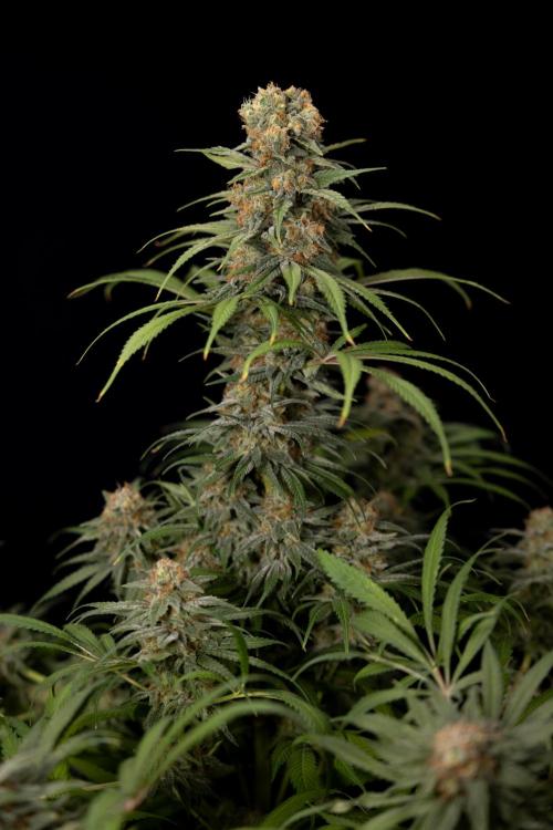 Super Boof - Zamnesia x B&B. Week 14 - Super Boof - No Techniques - Harvest Day