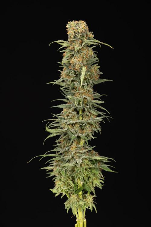 Super Boof - Zamnesia x B&B. Week 14 - Super Boof - No Techniques - Harvest Day