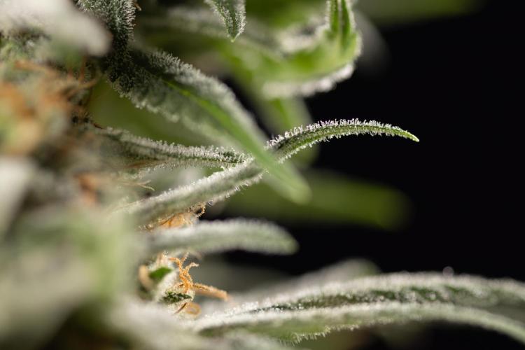 Super Boof - Zamnesia x B&B. Week 14 - Super Boof - Macro 1:1