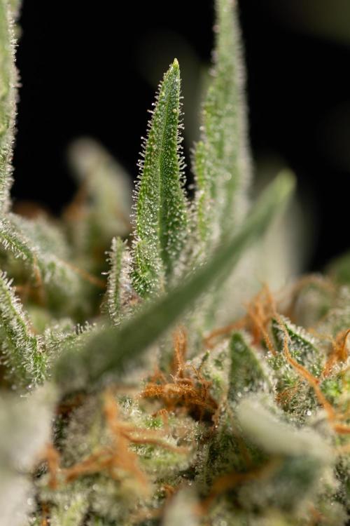 Super Boof - Zamnesia x B&B. Week 14 - Super Boof - Macro 1:1