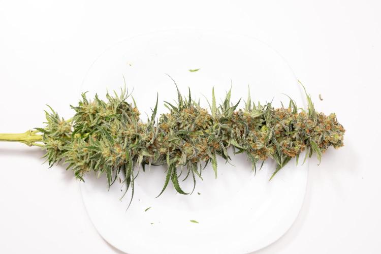 Super Boof - Zamnesia x B&B. Week 14 - Super Boof - No Techniques - Harvest Day