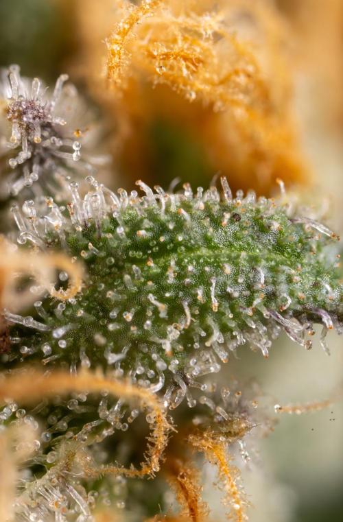 Super Boof - Zamnesia x B&B. Week 14 - Super Boof - Micro Worlds 5x