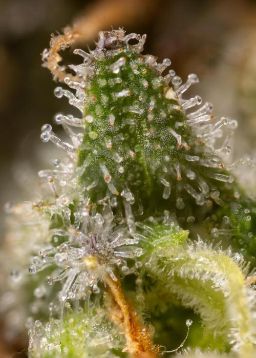 Super Boof - Zamnesia x B&B. Week 14 - Super Boof - Micro Worlds 5x