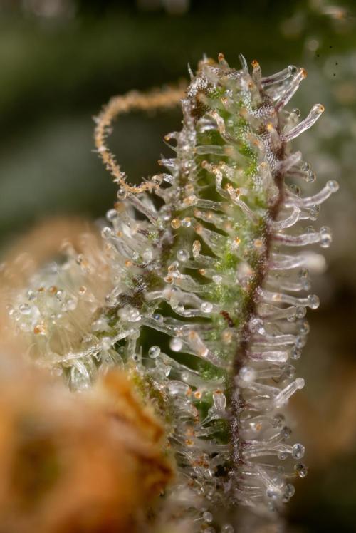 Super Boof - Zamnesia x B&B. Week 14 - Super Boof - Micro Worlds 5x