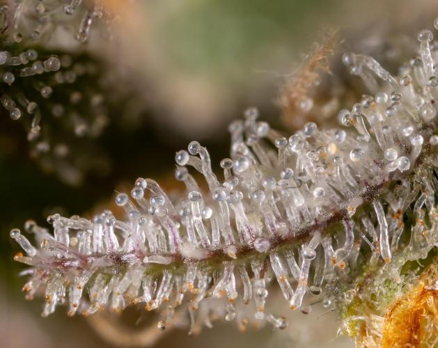 Super Boof - Zamnesia x B&B. Week 14 - Super Boof - Micro Worlds 5x (Crop)