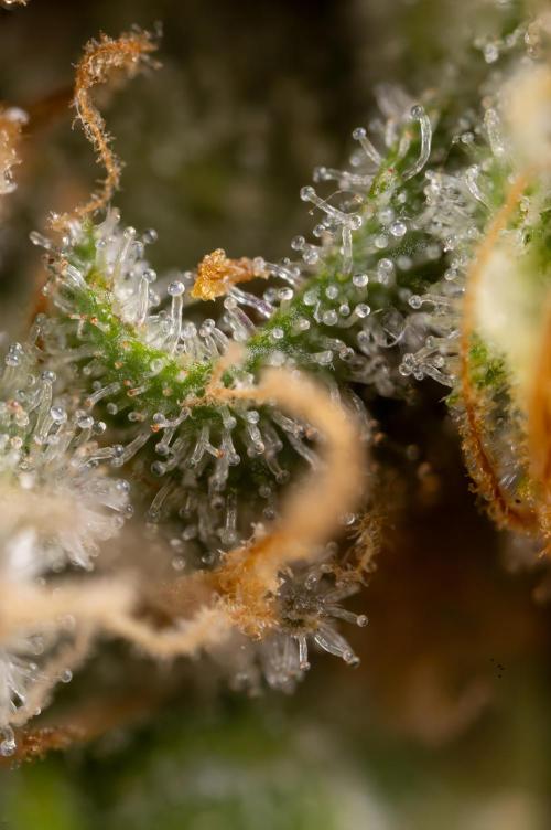 Super Boof - Zamnesia x B&B. Week 14 - Super Boof - Micro Worlds 5x