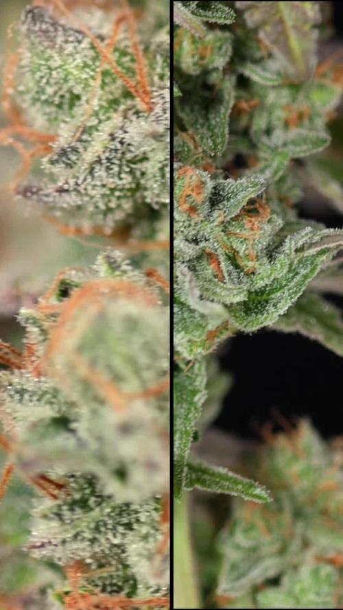 L.A. Kush Cake #3 - Zamnesia x B&B