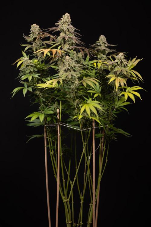 L.A. Kush Cake #3 - Zamnesia x B&B. Week 14 - LA Kush Cake #3 - Topping x 16 - Harvest Day