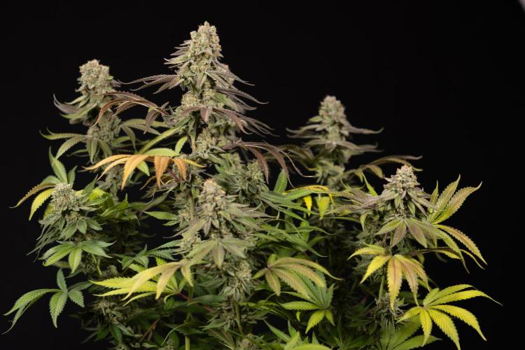 L.A. Kush Cake #3 - Zamnesia x B&B. Week 14 - LA Kush Cake #3 - Topping x 16 - Harvest Day