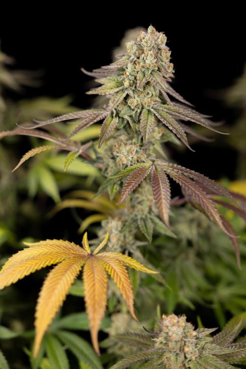 L.A. Kush Cake #3 - Zamnesia x B&B. Week 14 - LA Kush Cake #3 - Topping x 16 - Harvest Day
