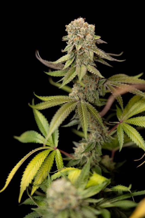 L.A. Kush Cake #3 - Zamnesia x B&B. Week 14 - LA Kush Cake #3 - Topping x 16 - Harvest Day