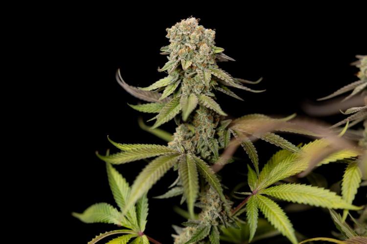 L.A. Kush Cake #3 - Zamnesia x B&B. Week 14 - LA Kush Cake #3 - Topping x 16 - Harvest Day