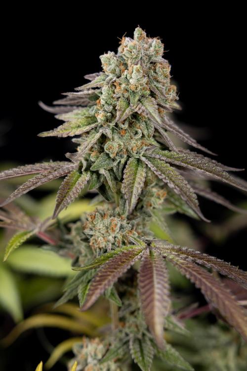 L.A. Kush Cake #3 - Zamnesia x B&B. Week 14 - LA Kush Cake #3 - Topping x 16 - Harvest Day