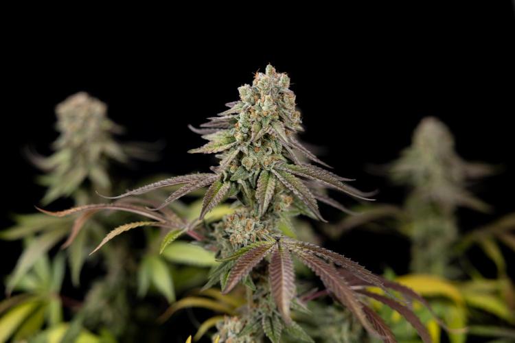 L.A. Kush Cake #3 - Zamnesia x B&B. Week 14 - LA Kush Cake #3 - Topping x 16 - Harvest Day