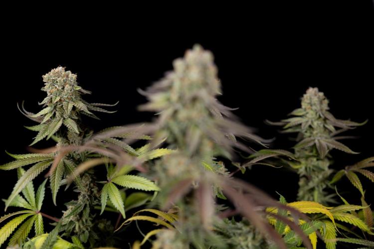 L.A. Kush Cake #3 - Zamnesia x B&B. Week 14 - LA Kush Cake #3 - Topping x 16 - Harvest Day