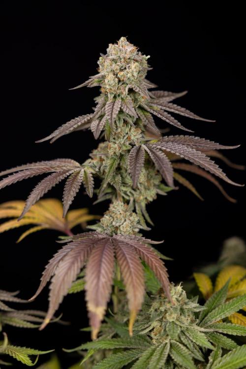 L.A. Kush Cake #3 - Zamnesia x B&B. Week 14 - LA Kush Cake #3 - Topping x 16 - Harvest Day