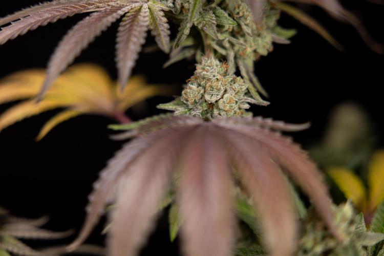 L.A. Kush Cake #3 - Zamnesia x B&B. Week 14 - LA Kush Cake #3 - Topping x 16 - Harvest Day