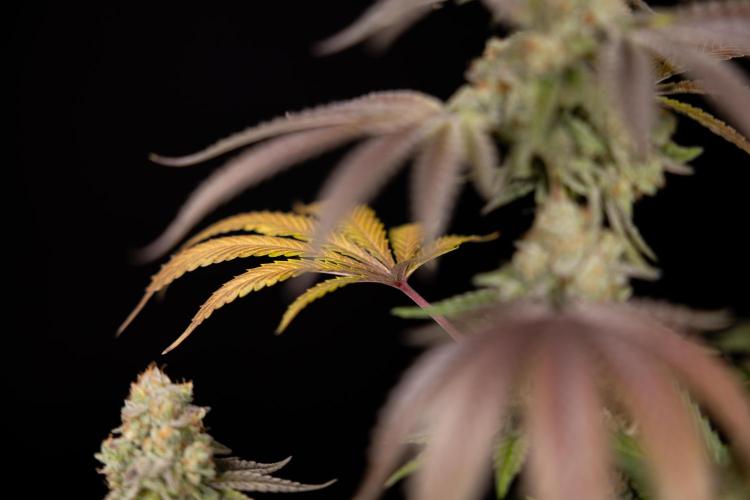 L.A. Kush Cake #3 - Zamnesia x B&B. Week 14 - LA Kush Cake #3 - Topping x 16 - Harvest Day