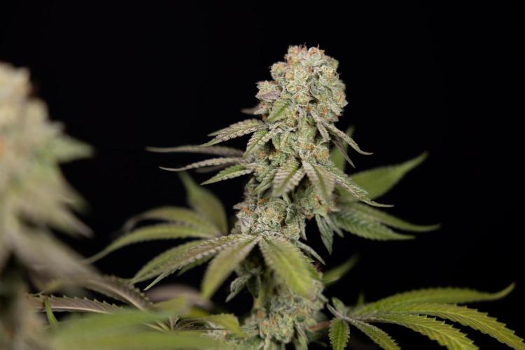 L.A. Kush Cake #3 - Zamnesia x B&B. Week 14 - LA Kush Cake #3 - Topping x 16 - Harvest Day