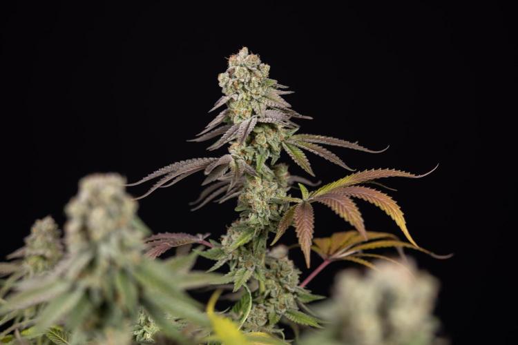 L.A. Kush Cake #3 - Zamnesia x B&B. Week 14 - LA Kush Cake #3 - Topping x 16 - Harvest Day