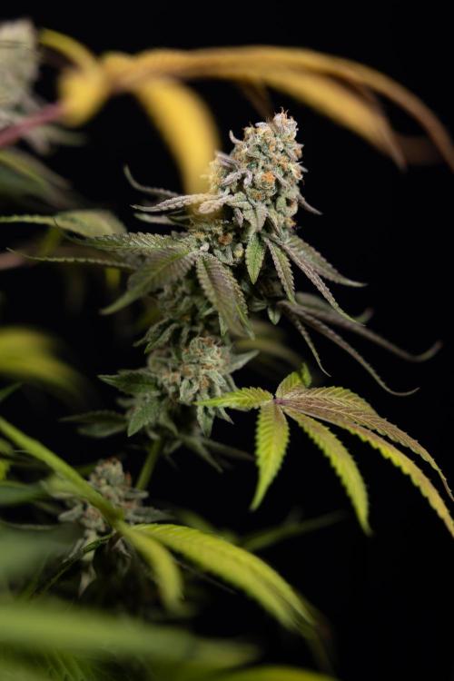 L.A. Kush Cake #3 - Zamnesia x B&B. Week 14 - LA Kush Cake #3 - Topping x 16 - Harvest Day