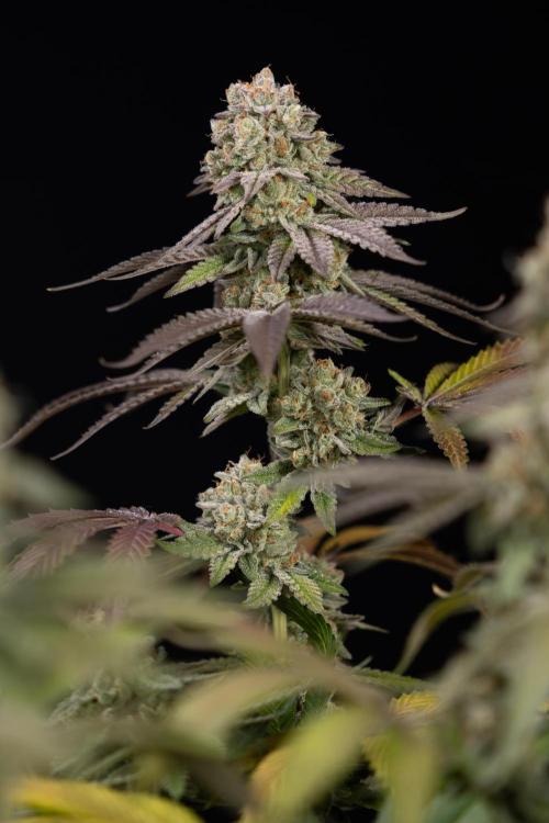L.A. Kush Cake #3 - Zamnesia x B&B. Week 14 - LA Kush Cake #3 - Topping x 16 - Harvest Day