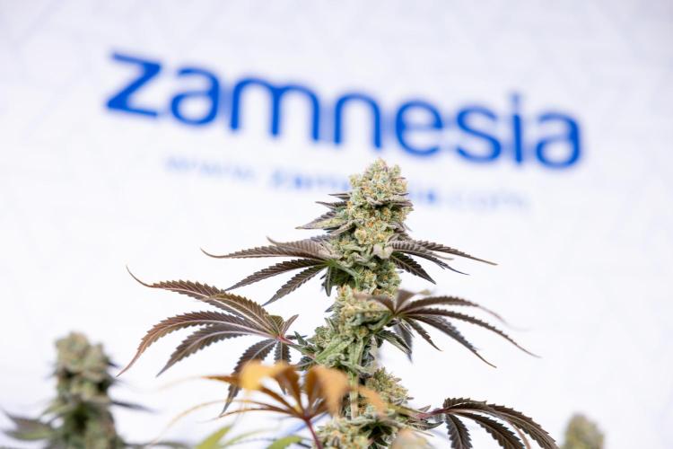 L.A. Kush Cake #3 - Zamnesia x B&B. Week 14 - LA Kush Cake #3 - Topping x 16 - Harvest Day