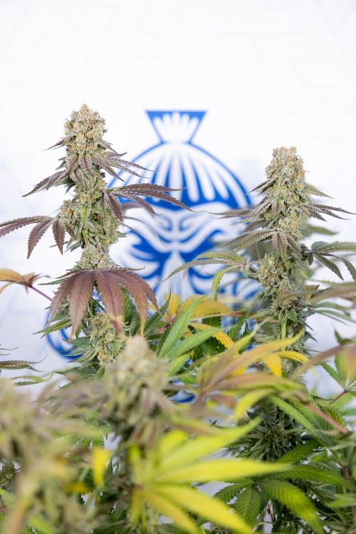 L.A. Kush Cake #3 - Zamnesia x B&B. Week 14 - LA Kush Cake #3 - Topping x 16 - Harvest Day
